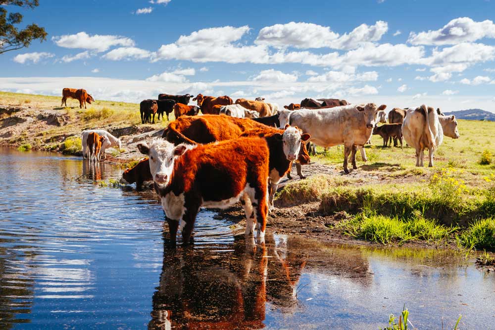 Soluciones biológicas adaptadas a procesos industriales, control de cargas contaminantes y mejora del rendimiento.